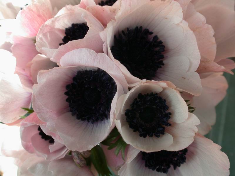 Anemone coronaria